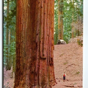 Carte postale Union Oil 76 Essence 1939 Terre des grands arbres Visalia Ca Vieille voiture