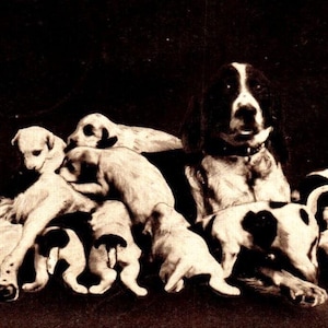 Basset Hound Dogs Postcard Meal Time Puppies And Mom Vintage Antique 1908