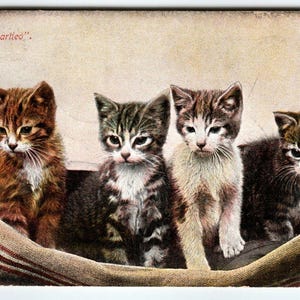 Vintage Katzen Postkarte Vier sitzende Startled Robbins Bros 1911 Antique