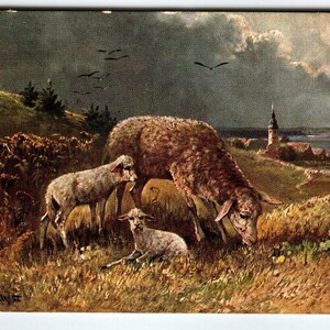 Postcard Rustic Sheep Signed Muller Germany Illustrated Wildlife Church 1907 Unique Gift