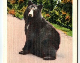 Great Smoky Mountains NC Postcard N-604 Black Bear Highway Scene Linen Asheville