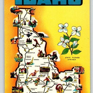 Carte postale de voeux de l'Idaho, carte Chrome Syringa State Flower inutilisé vintage