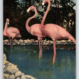 Carte postale de Floride Flamants roses, lin, animaux sauvages 1951 Ranch Saint-Pétersbourg Cadeau unique