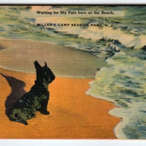 Carte postale Scotty Dog Millers Camp Seaside Park New Jersey Beach Terrier écossais