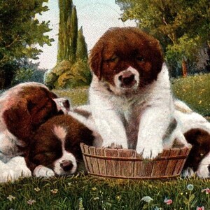 St. Bernard Puppy Dogs Postcard In Park Wood Crate Basket Vintage Antique 1908