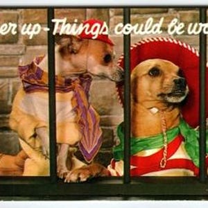 Vintage Dog Postcard Cheer Up Things Could Be Worse Color Picture