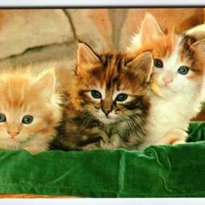 Vintage Pastichrome Kittens Cats Postcard by Colourpicture Publishers