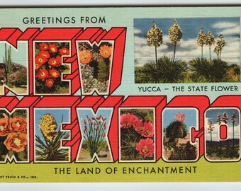 Vintage Greetings From New Mexico State Flower Yucca Postcard Curt Teich 1940's