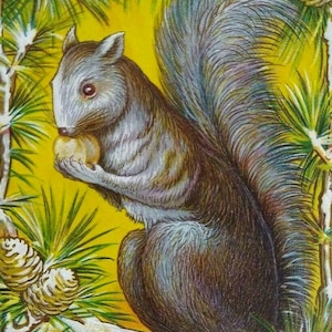 Gray Brown Squirrel Eating Nut Pinecones Thanksgiving Postcard Amenia NY 1913