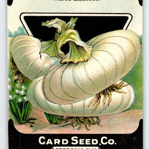White Bermuda Onion 1920 Karte Seed Co Paket LEER Vintage Fredonia New York