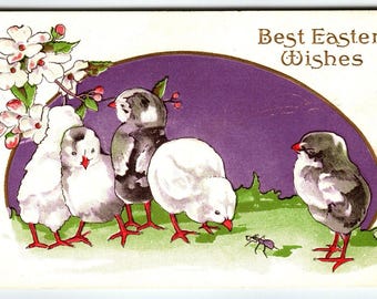 Oster Postkarte Geprägtes Baby Küken Man schaut Ameise Stecher Serie 843C Einzigartiges Geschenk