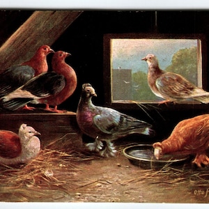 Carte postale oiseaux sauvages pigeons colombe dans une grange série 418 animaux sauvages vintage 1907