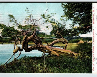 Wildwood New Jersey Postcard 1908 Nature's Freaks Crookedness Tree Germany Unique Gift
