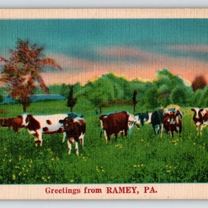Cows Greetings From Ramey Pennsylvania Linen Postcard NYCE Farm Animals Vintage Unique Gift