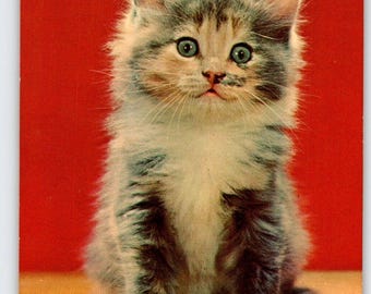Lonesome Blue Eye Kitten Cat Postcard Chrome Unposted Vintage Colourpicture Cute