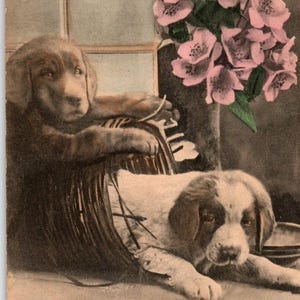 Resting Dogs Postcard Puppies In Basket Pink Flowers Window Vintage Antique 1909