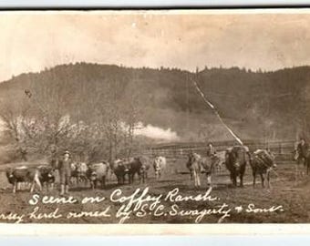 1900年代初頭のコフィー牧場ジャージー牛群のヴィンテージ実写ポストカード風景