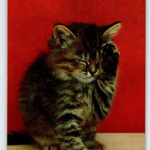 Carte postale calicot moelleux chaton chat chromé sans affectation vintage Tichnor Bros mignon cadeau Unique