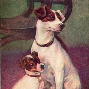 Jack Russell Terriers Father And Son Dogs Postcard Puppy Vintage Antique