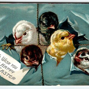 Carte postale de Pâques, têtes de poussins sortant de l'emballage série 700 Tuck 1909 cadeau unique