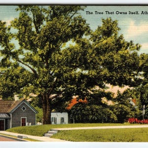 Carte postale l'arbre qui se possède, Athènes, Géorgie, lin vintage Tichnor inutilisé
