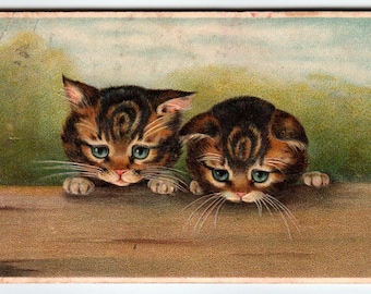 2匹の猫がとまっている青い目の三毛猫の子猫、かわいいヴィンテージアンティーク、1910年ドイツ