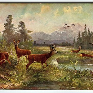Signed Muller Artist Card Deer Scene Vintage Postcard Serie 494