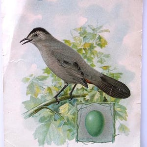 American Singer Sewing Machine Series Victorian Trade Card Cat-Bird Egg 1899 Unique Gift