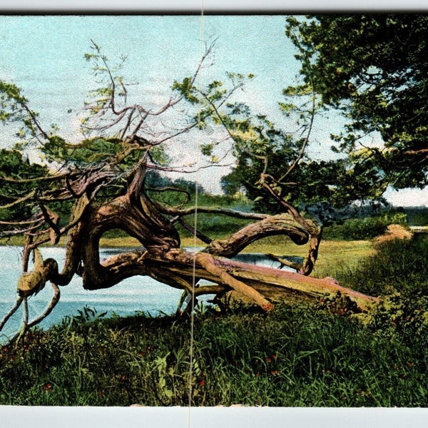 Wildwood New Jersey Postcard 1908 Nature's Freaks Crookedness Tree Germany Unique Gift