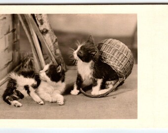 2 Cats Kittens Wicker Basket Postcard Vintage Cute Long Haired Fluffy Animals Unique Gift