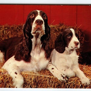 Springer Spaniel Mother And Puppy Dog Vintage Postcard Chrome Cute Animals Pup Unique Gift