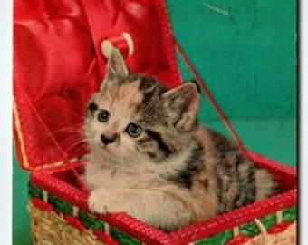 Vintage Kitten in Woven Basket Color Lithograph Postcard 1956