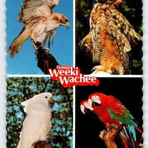 Weeki Wachee Florida Chrome Postcard Exotic Wild Birds Owl Hawk Parrots 1982 Unique Gift