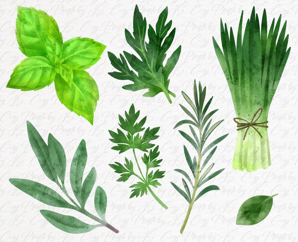 Watercolor Herbs Clipart. Garden Herbs PNG. Instant Download. | Etsy