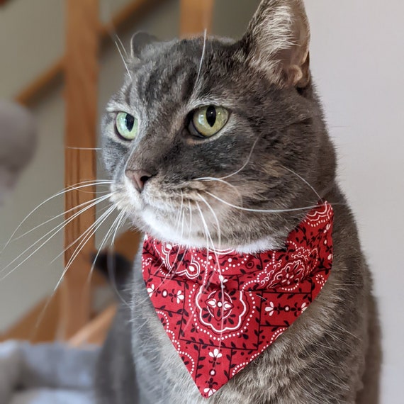 cat with bandana on