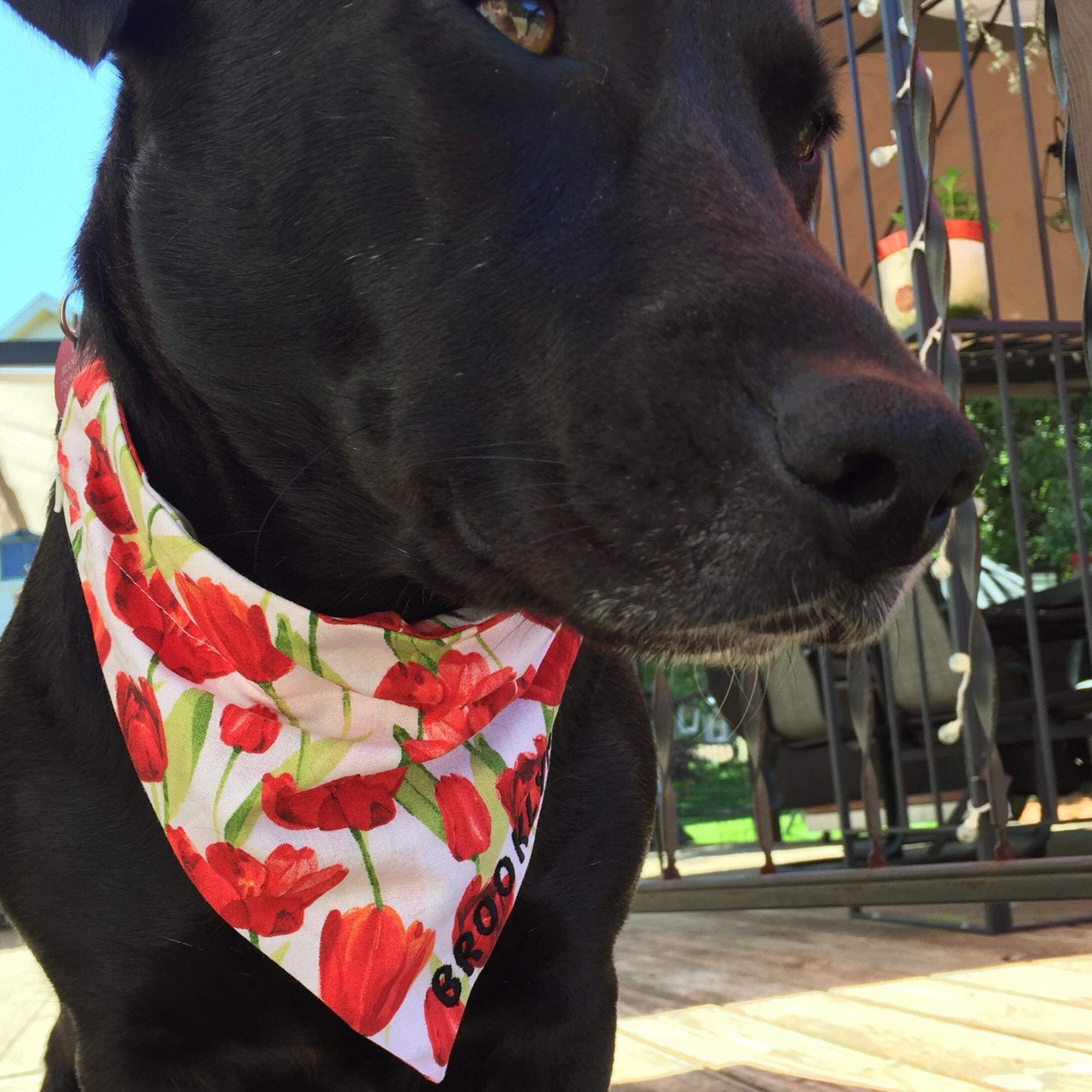 tulip dog collar