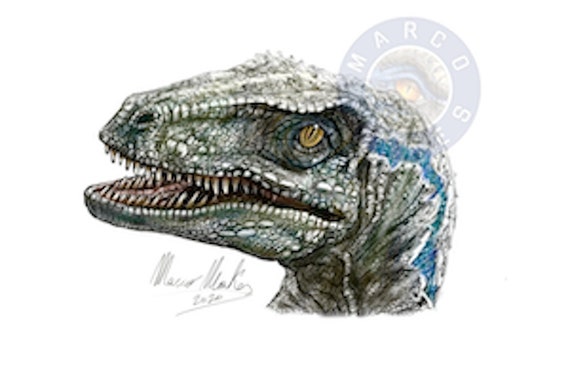 Velociraptor Drawing Signed Print Etsy Velociraptor Drawing Signed Print Etsy