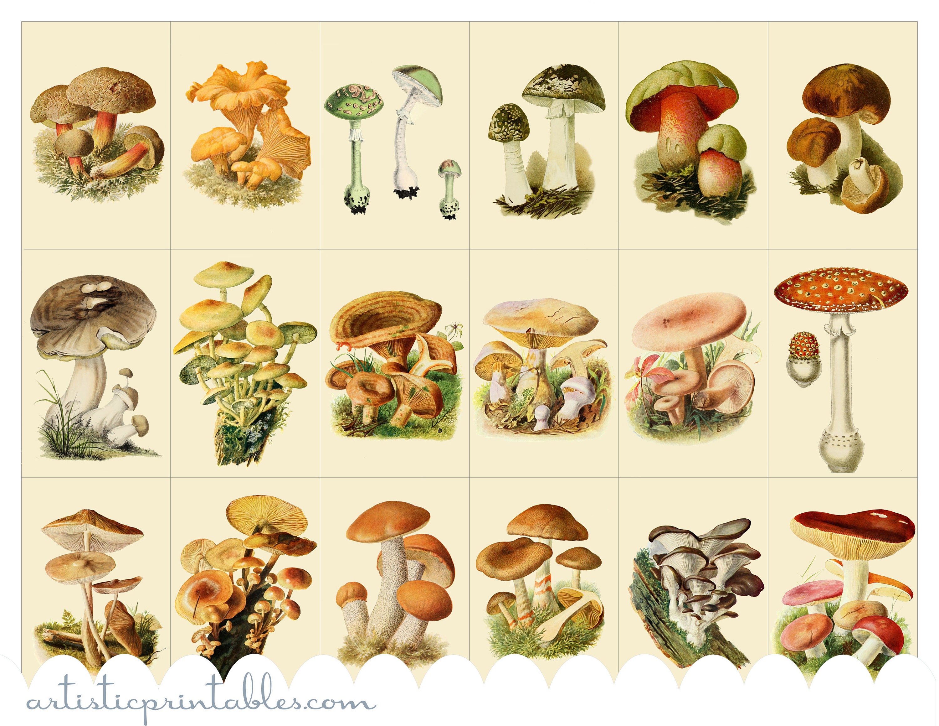 Mini Books 3 Printable Mushroom Mini Books, Instant Download, 1.75 X 2.