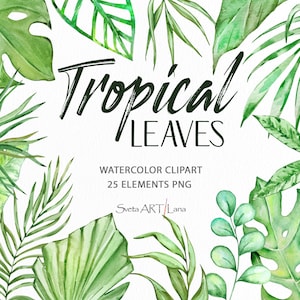 Watercolor Tropical Leaves Clipart | Greenery Clipart | Tropical plants | Monstera leaf | Evergreen print | Botanical design png | Jungle