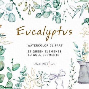 Clipart Eucalyptus aquarelle | Clipart floral de verdure png | clipart à feuilles persistantes | feuilles d'eucalyptus vertes et dorées | Design bohème élégant png