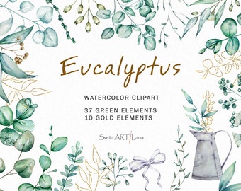 Watercolor Eucalyptus Clipart | Greenery floral clipart png | Evergreen clipart | green and gold eucalyptus leaves | elegant boho design png