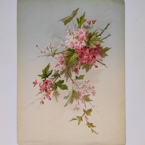 Impresión antigua botánica - 1930 Litografía de flores francesa - Espino Botany Print