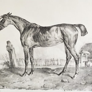Horse Equestrian Art Lithograph By Adam Arabian Old Print