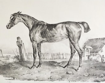Horse Equestrian Art Lithograph By Adam Arabian Old Print