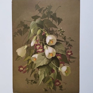 Botanical Antique Print - 1930s French Flower Chromolithograph - Botany Print