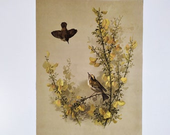 The Birds Eurasian Wren and Goldcrest Vintage Chromolithograph Old print