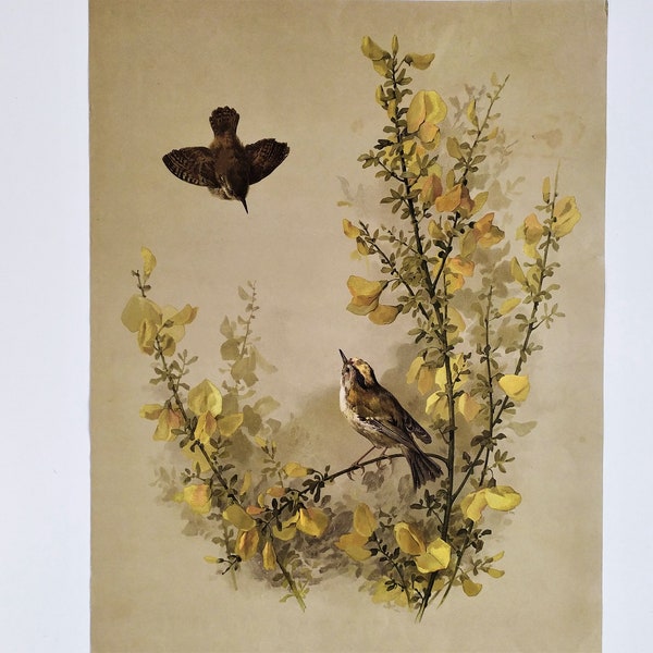 Oiseaux Chromolithographie d'après Tableau Huile sur Toile Peinture