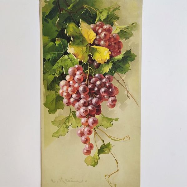 Viticulture Grappe de Raisin Fruits Nature Morte Botanique Chromolithographie d'après Tableau Huile sur Toile