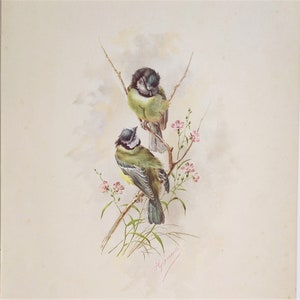 Die Vögel Vintage Chromolithograph alter Druck