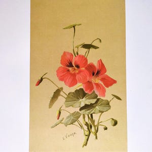 Vintage Botanical Chromolithograph of Flowers Mid Century Floral Print Antique Botanical Wall Art Colorful Botany Illustration Decor